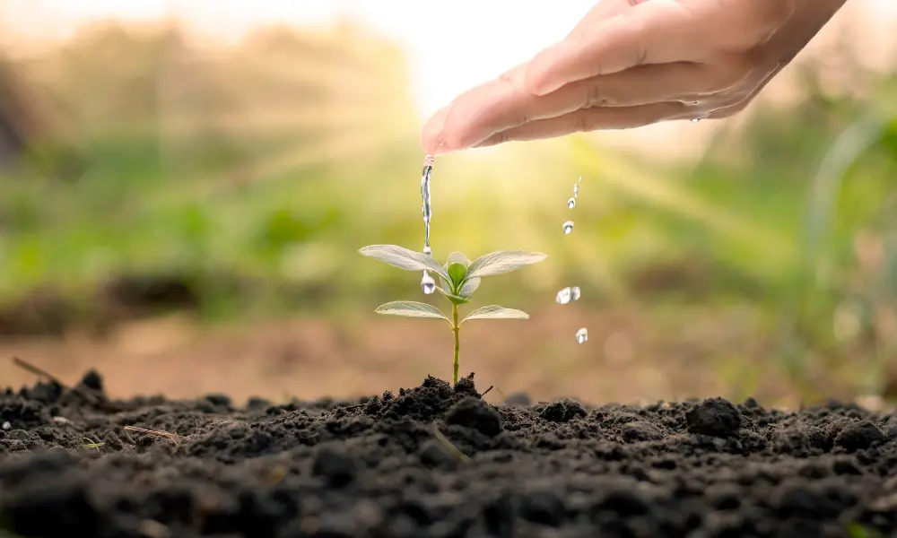 朝日を浴びる新芽に優しく水を注ぐ手。コツコツ続ける学習が芽吹く様子を象徴。