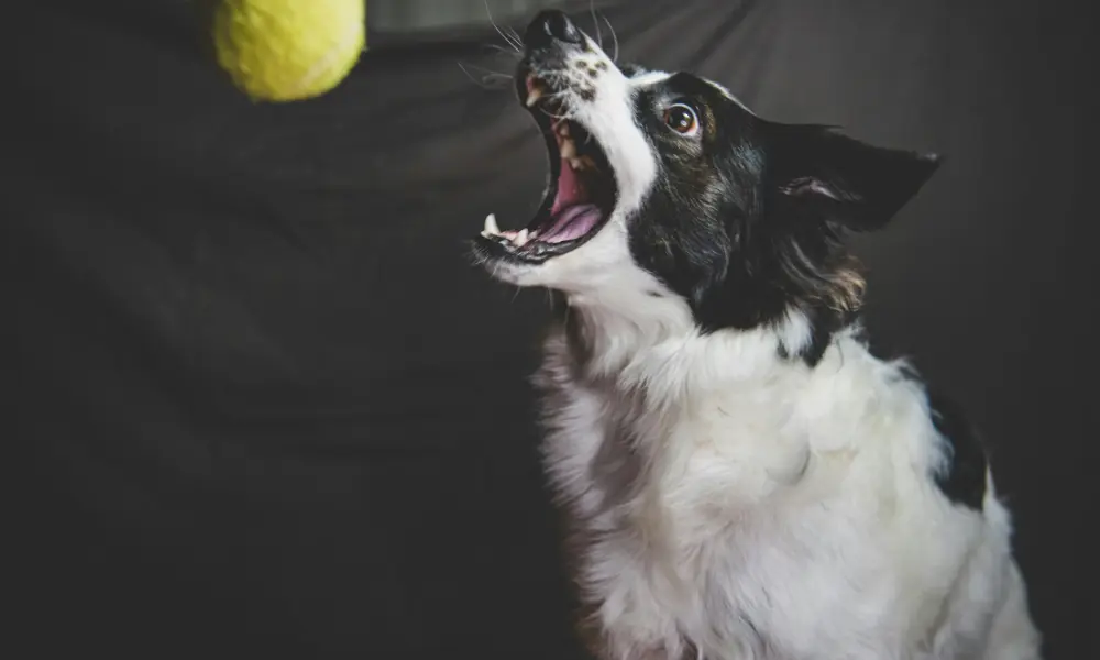 ボールに素早く反応してくわえる犬の瞬間写真(反射的な動きを表現)